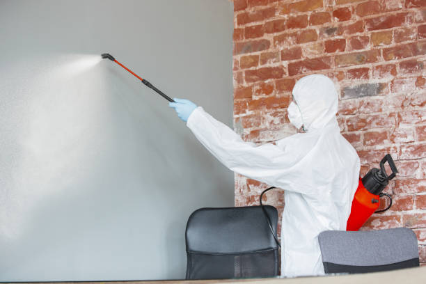 Best Environmental Consulting for Mold Prevention  in Pine Island, MN